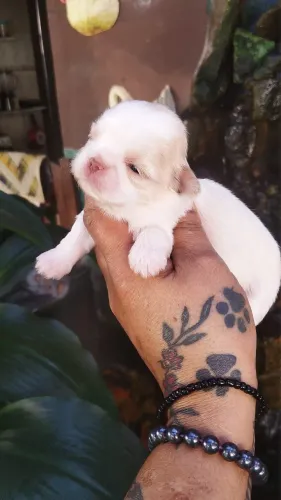 Fêmea shih tzu raríssima de se encontrar