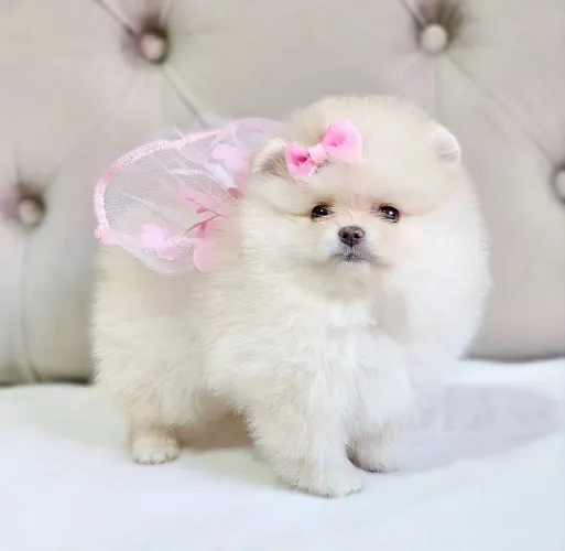 LULU DA POMERÂNIA e Spitz Alemão