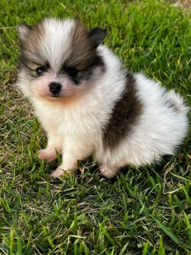 Spitz Alemão carinhoso