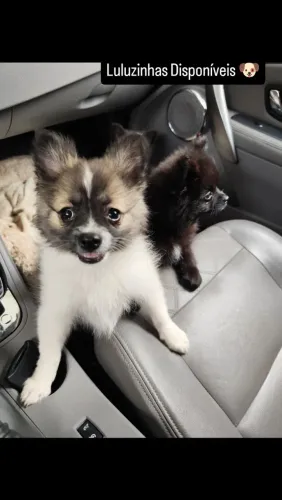 Filhotes lulu da Pomerânia