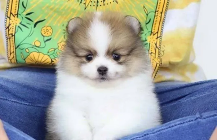 Spitz alemão anão