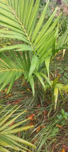 Mudas palmeira veitchia