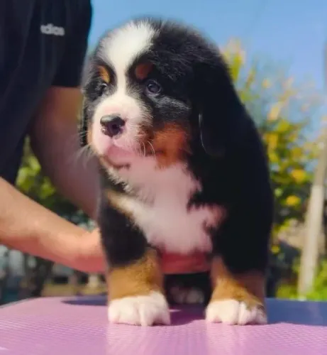 Filhotes de Bernese | Cheios de charme e personalidade.
