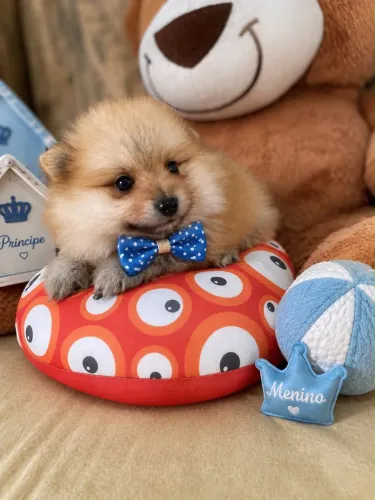 Macho de spitz alemão