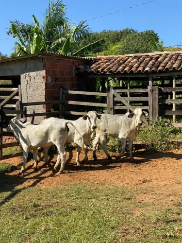 Vendo garrotas