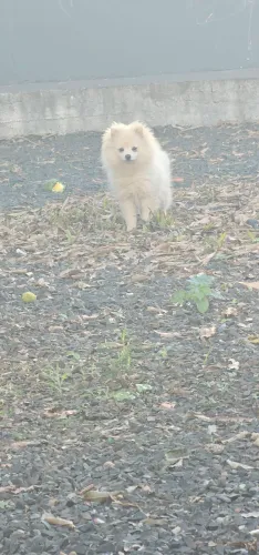 Vendo lulu da pomerania
