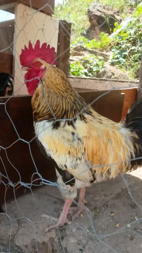 Vendo dois galos e uma galinha botadeira