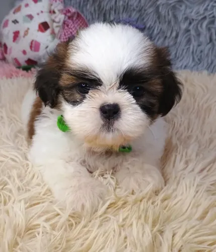 Shih-Tzu Macho Vacinado