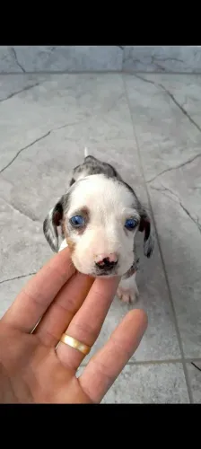 Filhotes de Salsicha Dachshund