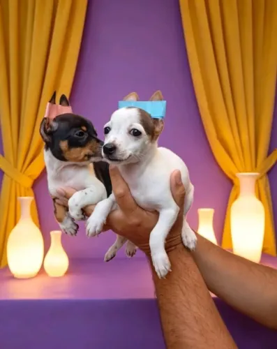Pinscher Mini para Toda a Família