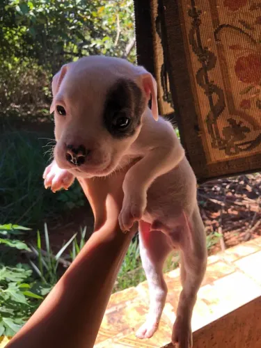 Pitbull puro