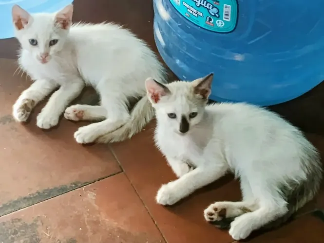 Filhotes de gatinho