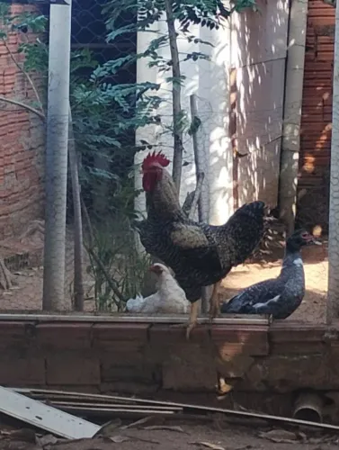 Vendo ou troco galo