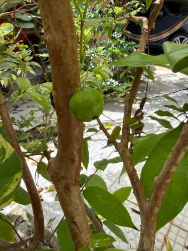 Pé muda de jabuticaba produzindo