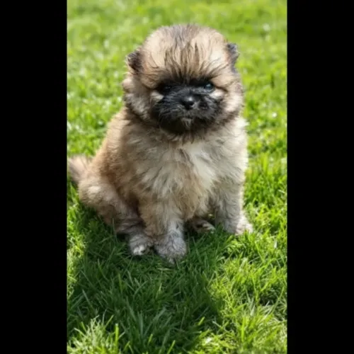 Minúsculo anãozinho lulu da pomeranea perfeito para quem tem pouco espaço em casa