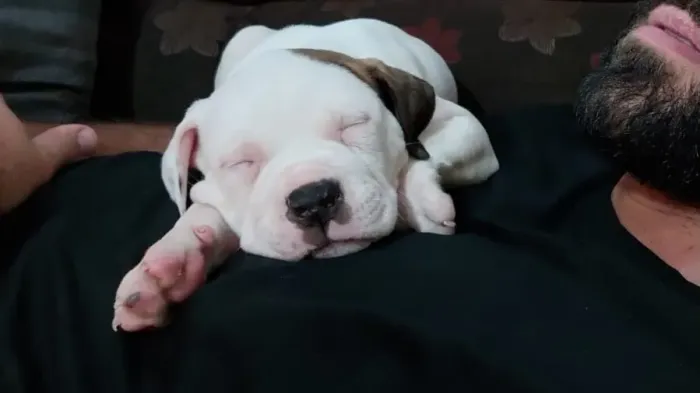 FILHOTE Macho. DE PIT MONSTER / Brazilian Bull