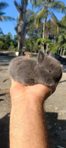 Filhotes de mini coelho fofinhos