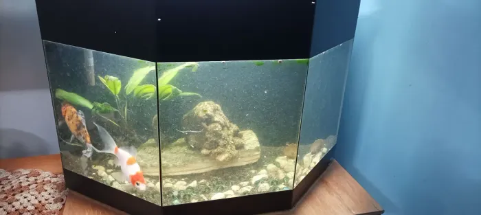 Aquário completo 40 litros