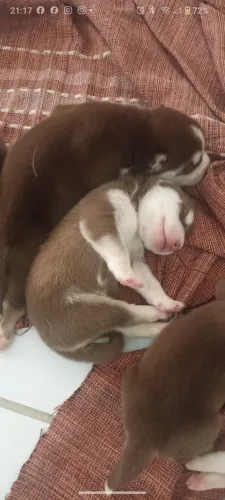 Filhotes de husky siberiano