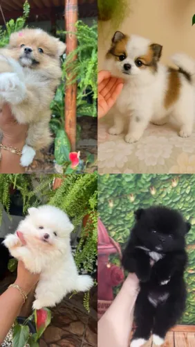Lulu da Pomerânia