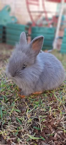 Coelhos