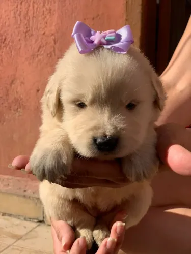 Golden Retriever filhotes excelente qualidade 