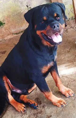 2 Rottweiler Machos para Cruza(cobertura)