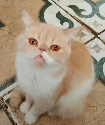 Procuro gato persa macho