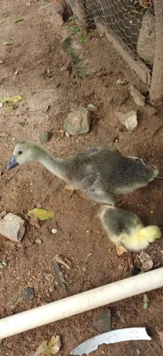 Animas