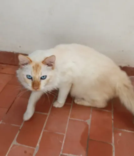 Gato doação