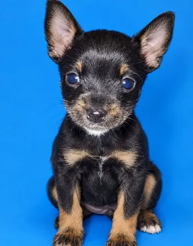 Chiahuahua macho