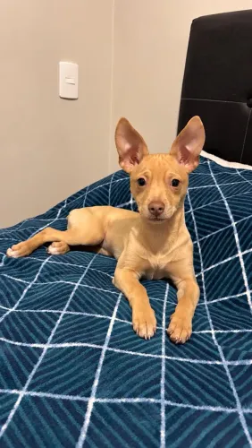  Doação Pinscher puro 6 meses 