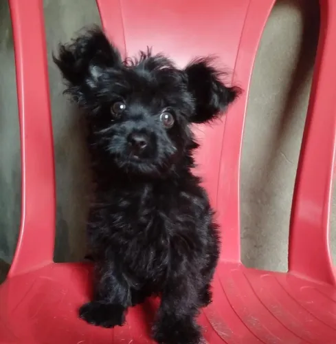 Poodle toy fêmea 