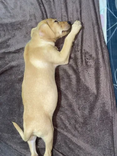 DOAÇÃO LABRADOR