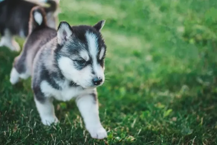 Husky siberiano Um filhotinho pronto para fazer parte da sua rotina