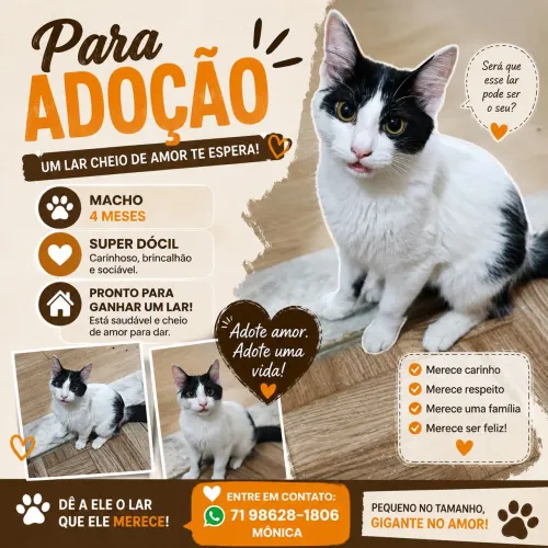 Gato