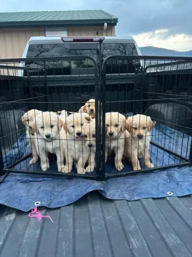 Filhotes de Golden Retriever | Fofura que inspira sorrisos.