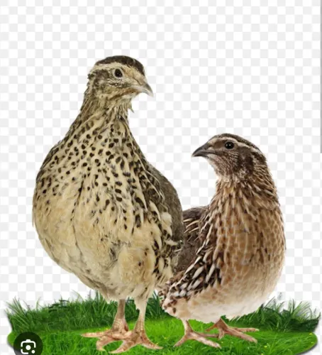 Codorna e ovos férteis