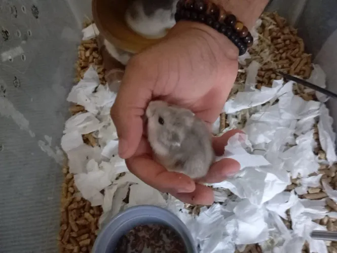 Hamster anã russo.
