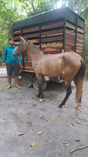 Carretinha 2 eixos para 2 cavalos (cabe 3)