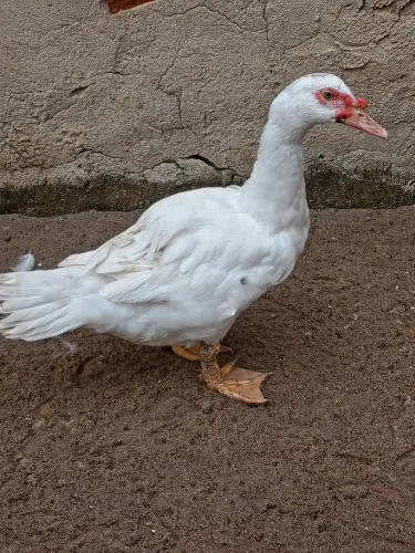 Pato