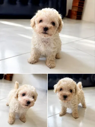 Poodle toy