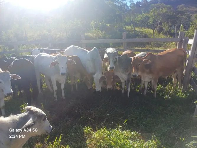Garrotes para reposição 