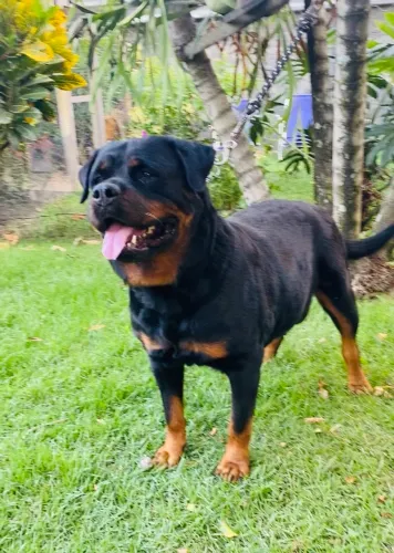 Rottweiler filhote fêmea 4 meses