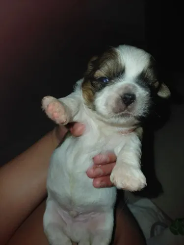 Lindos bebês shitzu