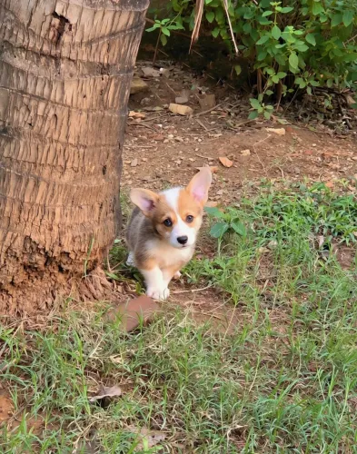 Corgi Pembroke - Machos e Fêmeas