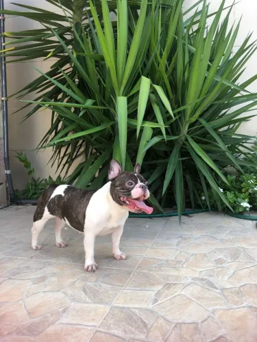 ? Linda Fêmea de Buldogue Francês - 2 Anos (Super Dócil!)<br>