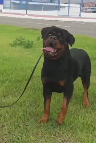 Rottweiler