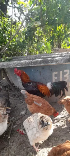Vendo 2 galos . Pai e filho