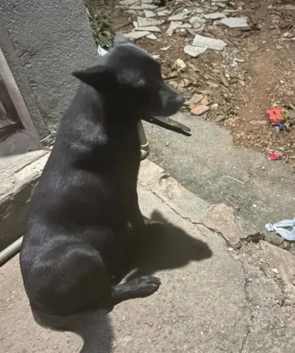 Doação de cachorros